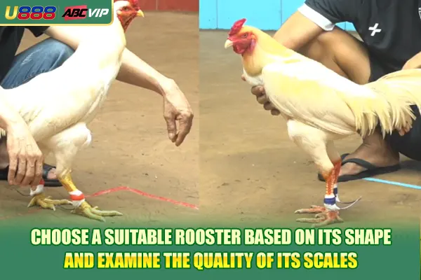 Choose a suitable rooster based on its shape and examine the quality of its scales