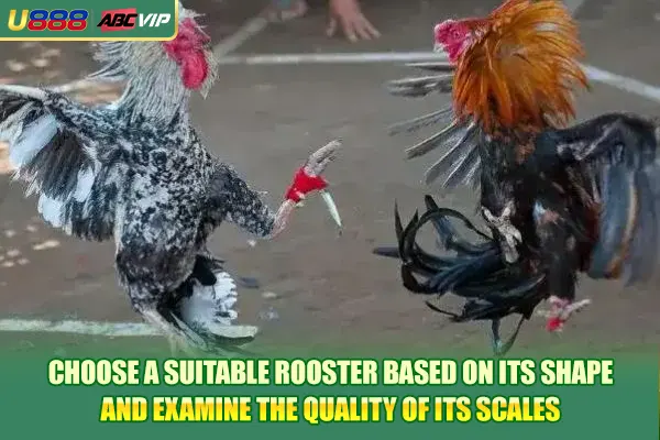 Cockfighting With Knife Spurs Against 2 Strong Breeds