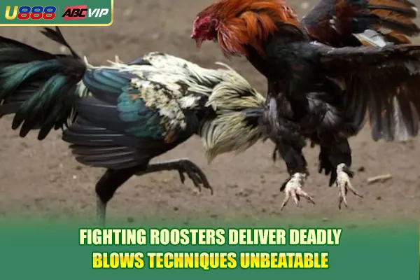 Fighting roosters deliver deadly blows Techniques Unbeatable