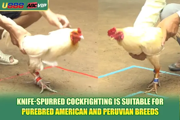 Knife-spurred cockfighting is suitable for purebred American and Peruvian breeds
