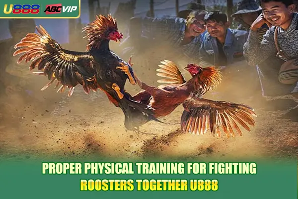 Proper physical training for fighting roosters together U888
