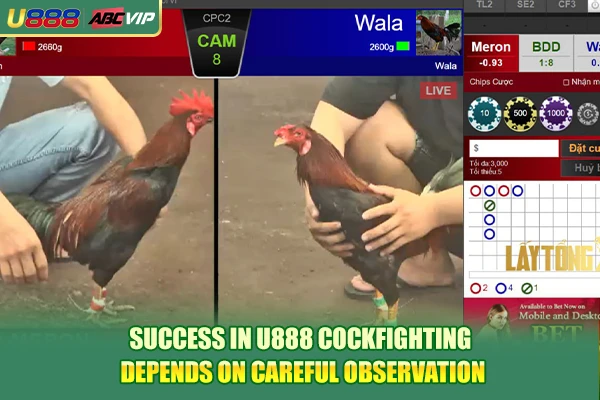 Success in U888 Cockfighting depends on careful observation