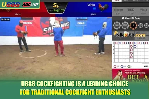 U888 Cockfighting is a leading choice for traditional cockfight enthusiasts